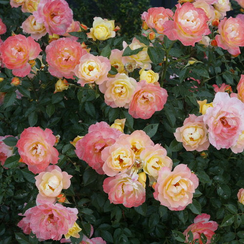 Oso Easy Italian Ice Rose 3 Gal