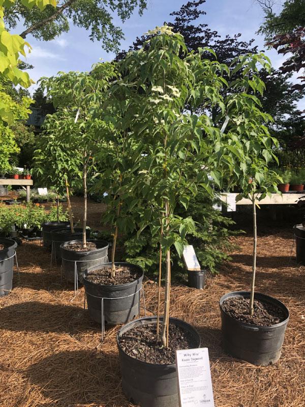 Milky Way Aspidistra 1 Gal