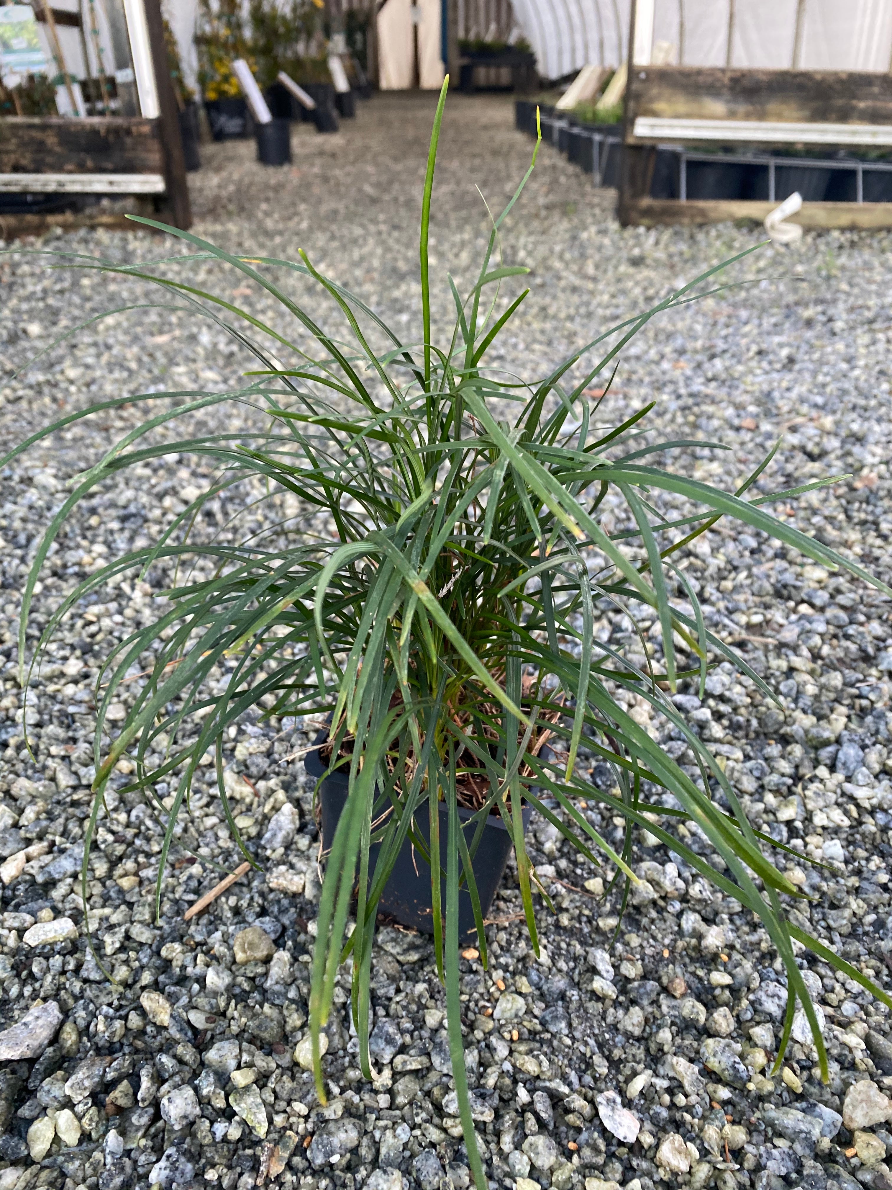 Reg Mondo Grass 4"