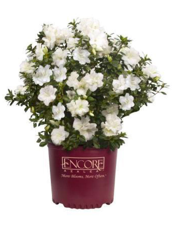 Autumn Moonlight Encore Azalea 2&3 Gal
