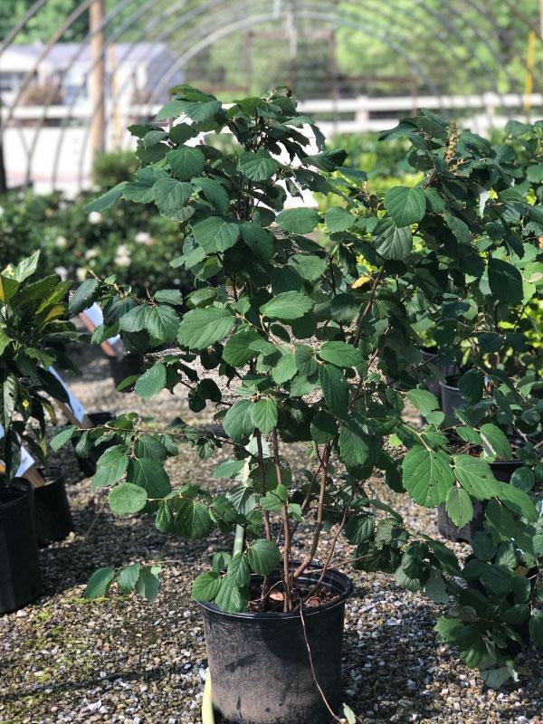 Mt. Airy Fothergilla