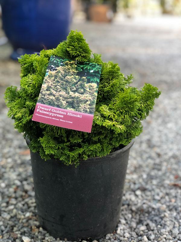 Nana Lutea Hinoki Cypress