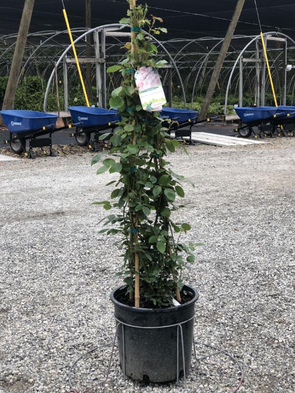 New Dawn Climbing Rose