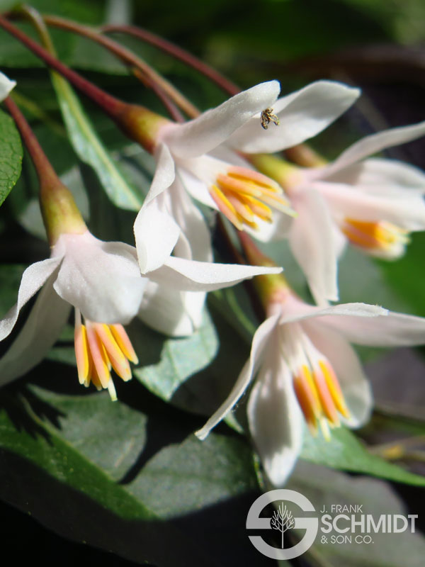 Nightfall Snowbell