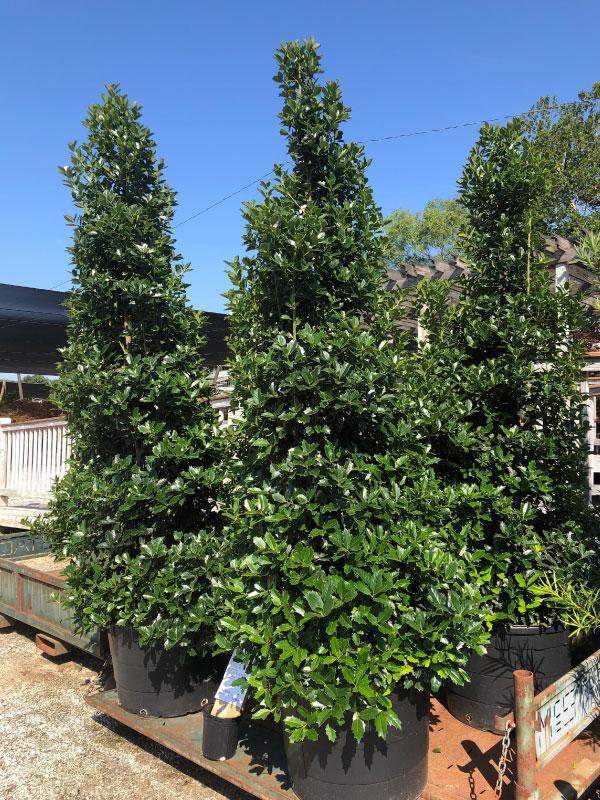 Oakleaf Holly