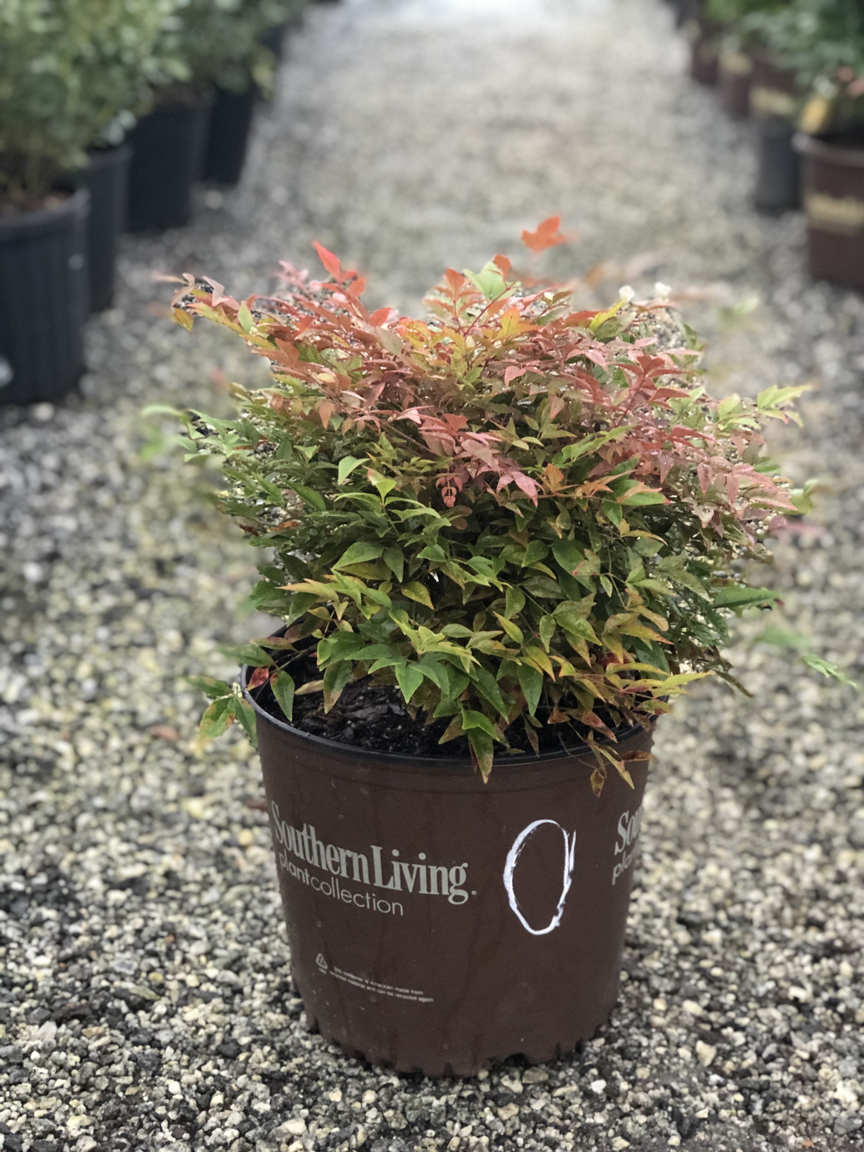 Obsession Nandina 2&3 Gal