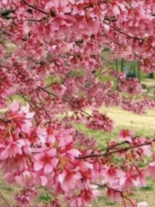 Okame Cherry