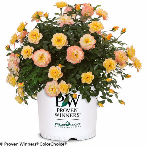 Oso Easy Italian Ice Rose 3 Gal