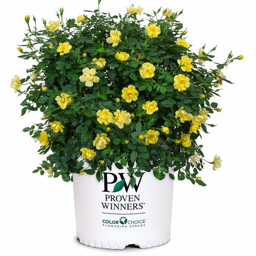 Oso Easy Lemon Zest Rose