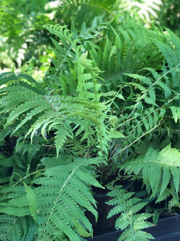 Ostrich Fern