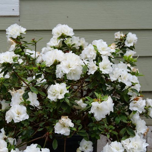 Perfecto Mundo Double White Azalea 3 Gal