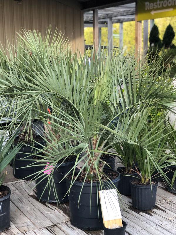 pin palm plant Pindo Palm – Lichtenfelt's