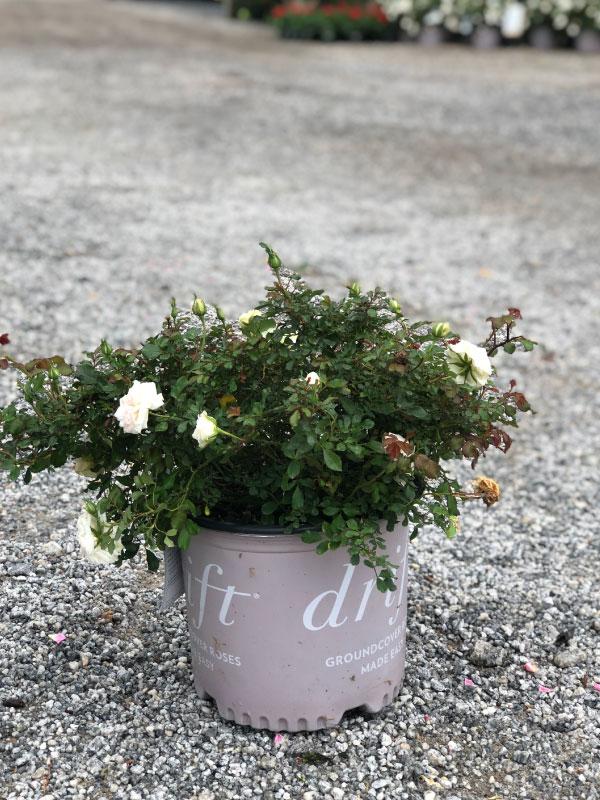 Popcorn Drift Rose 2&3 Gal