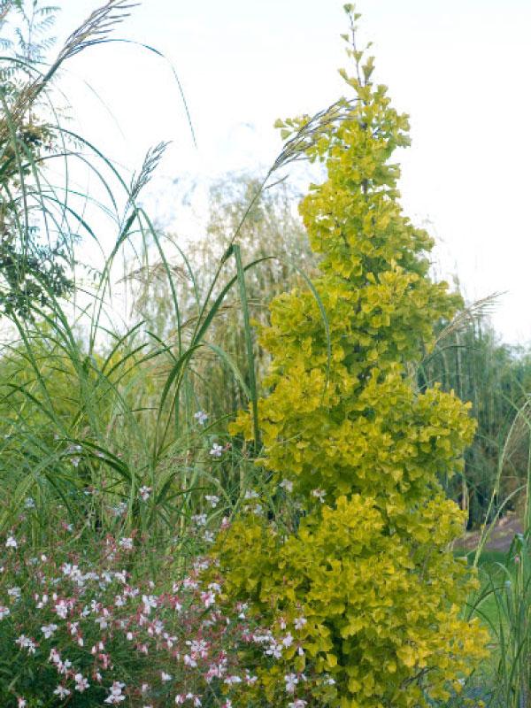 Princeton Sentry Ginkgo