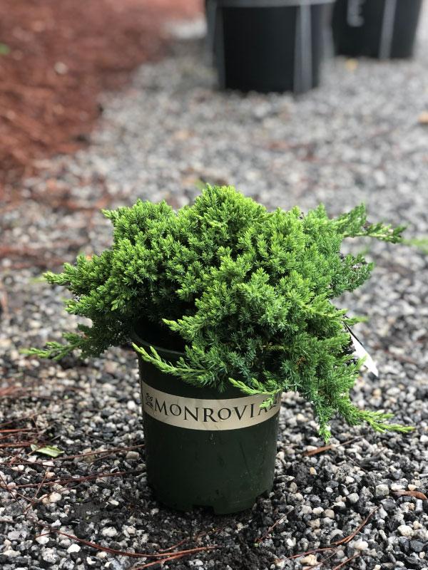 Procumbens Nana Juniper