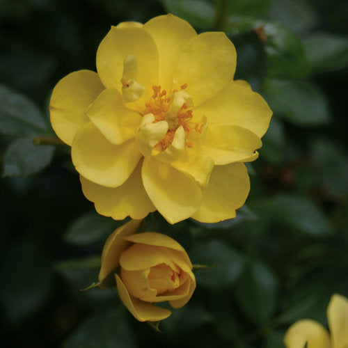 Oso Easy Lemon Zest Rose