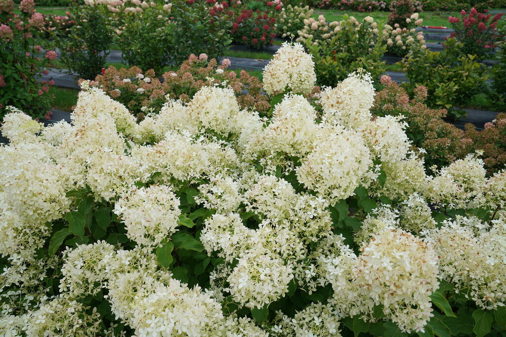 Puffer Fish Hydrangea 3 Gal
