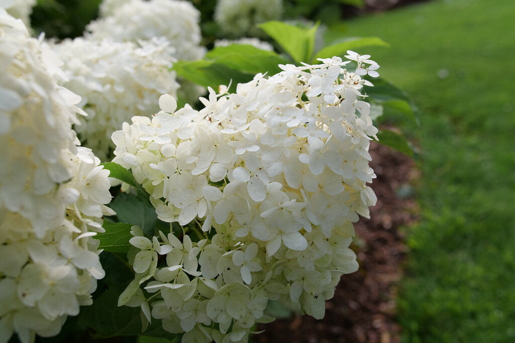 Puffer Fish Hydrangea 3 Gal