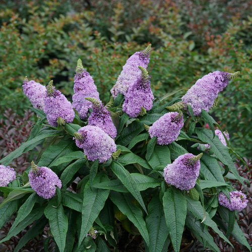 Pugster Amethyst Butterfly Bush 2&3 Gal