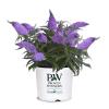 Pugster Amethyst Butterfly Bush 2&3 Gal