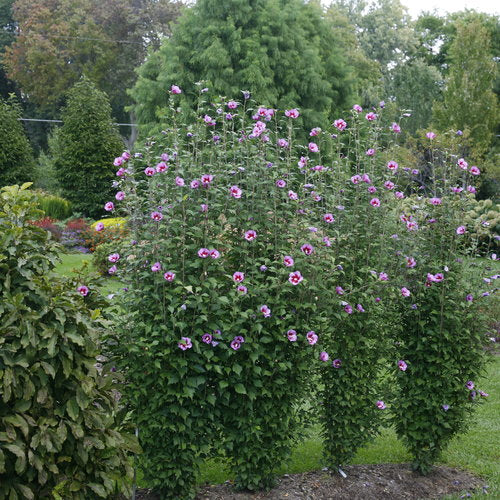 Purple Pillar Rose of Sharon 2&3 Gal