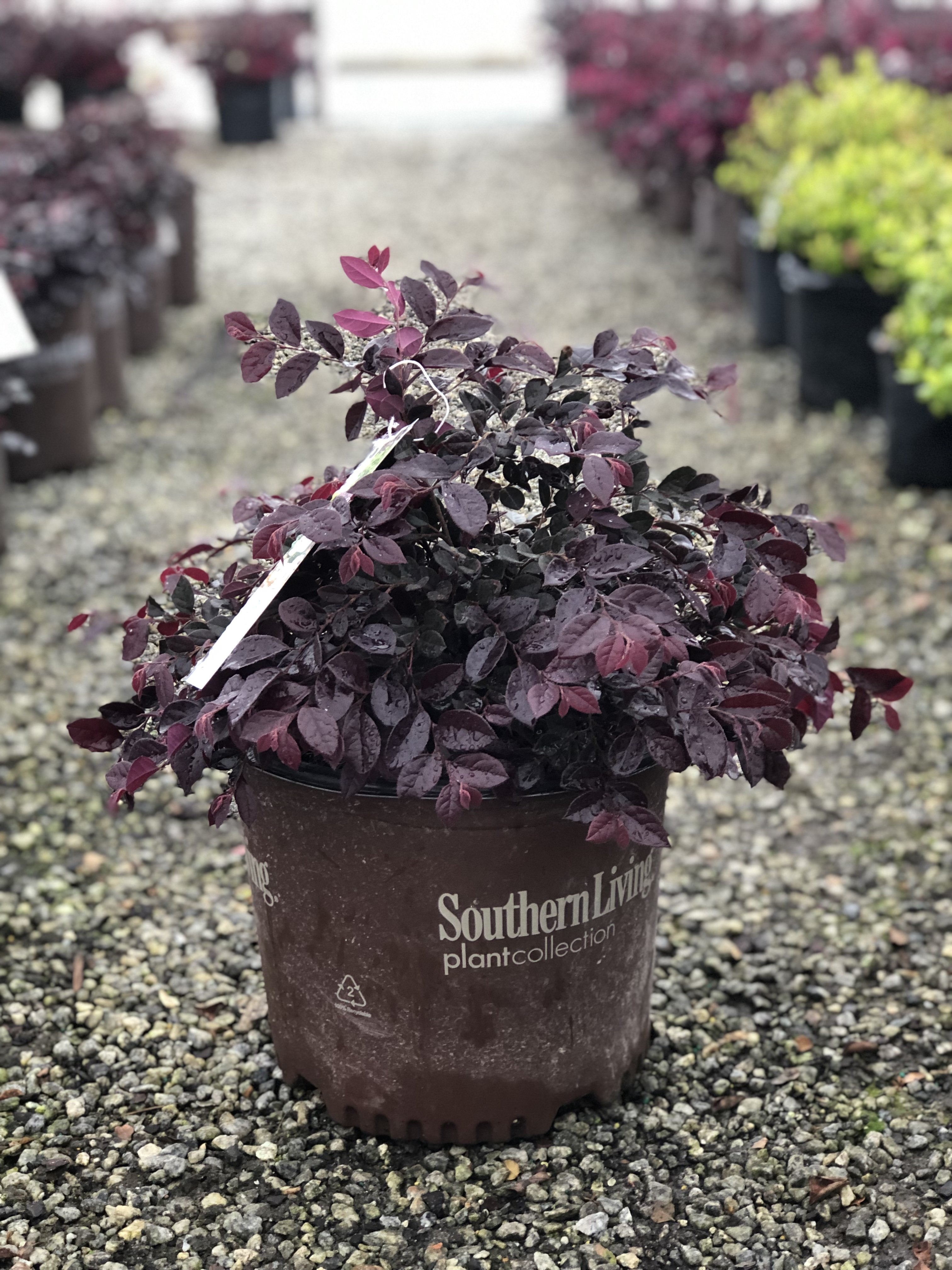 Purple Daydream Loropetalum 2&3 Gal