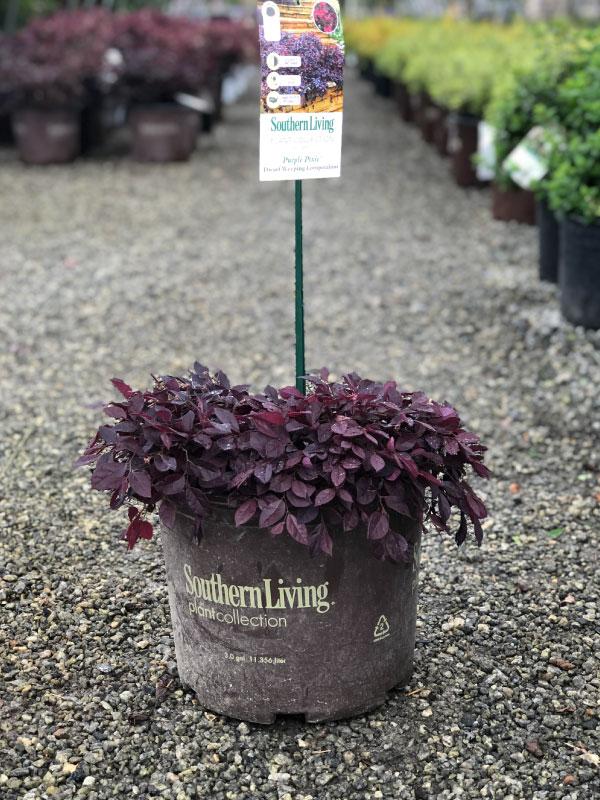 Purple Pixie Loropetalum 3 Gal