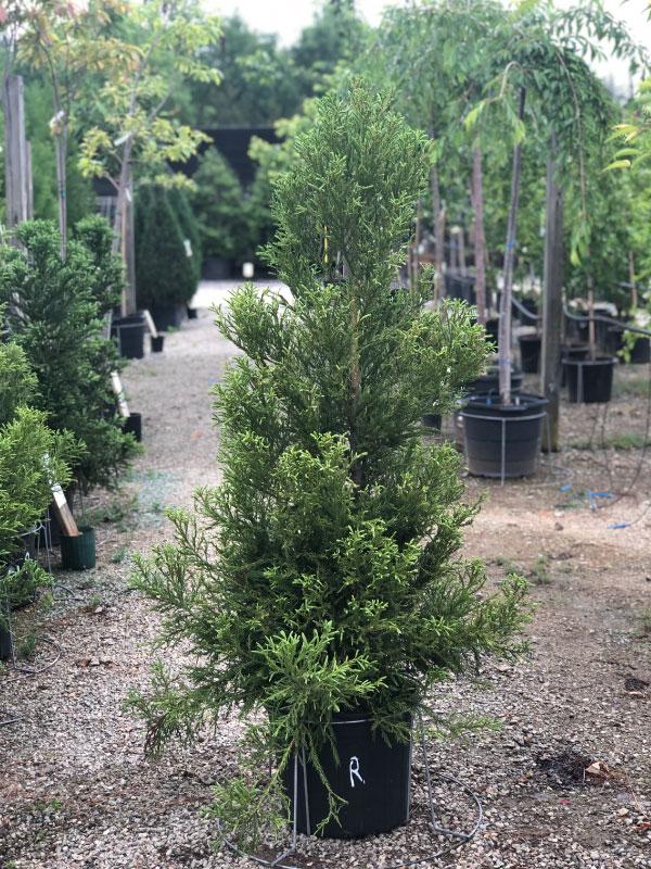 Radicans Cryptomeria