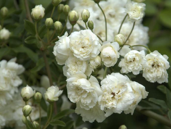 White Lady Banks Rose 3 Gal