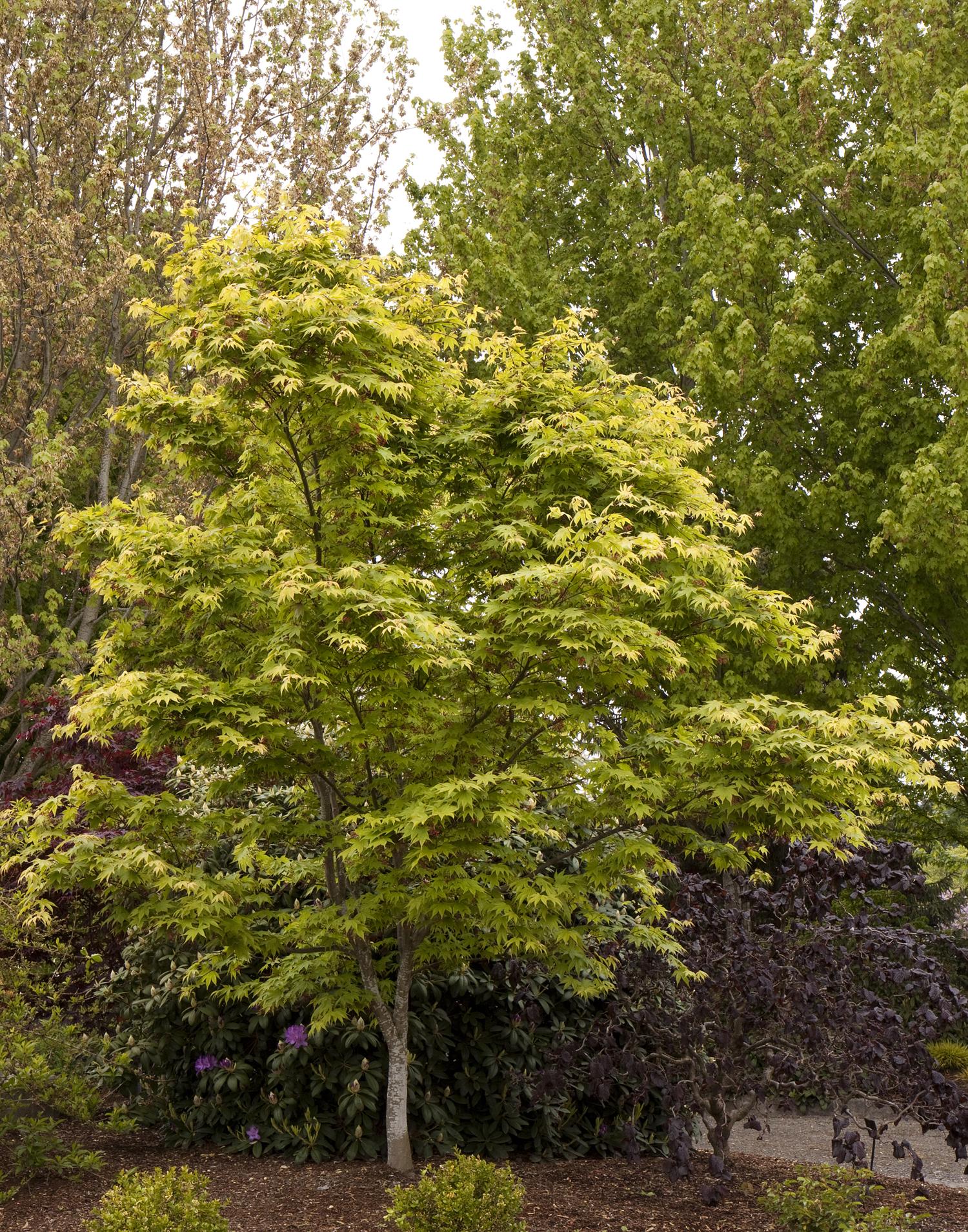 Osakasuki Japanese Maple 15 Gal