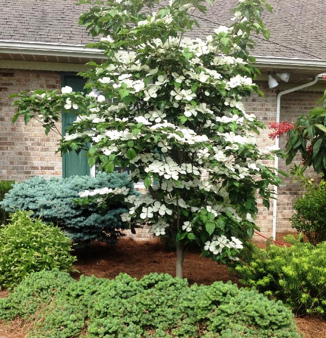 Venus Dogwood