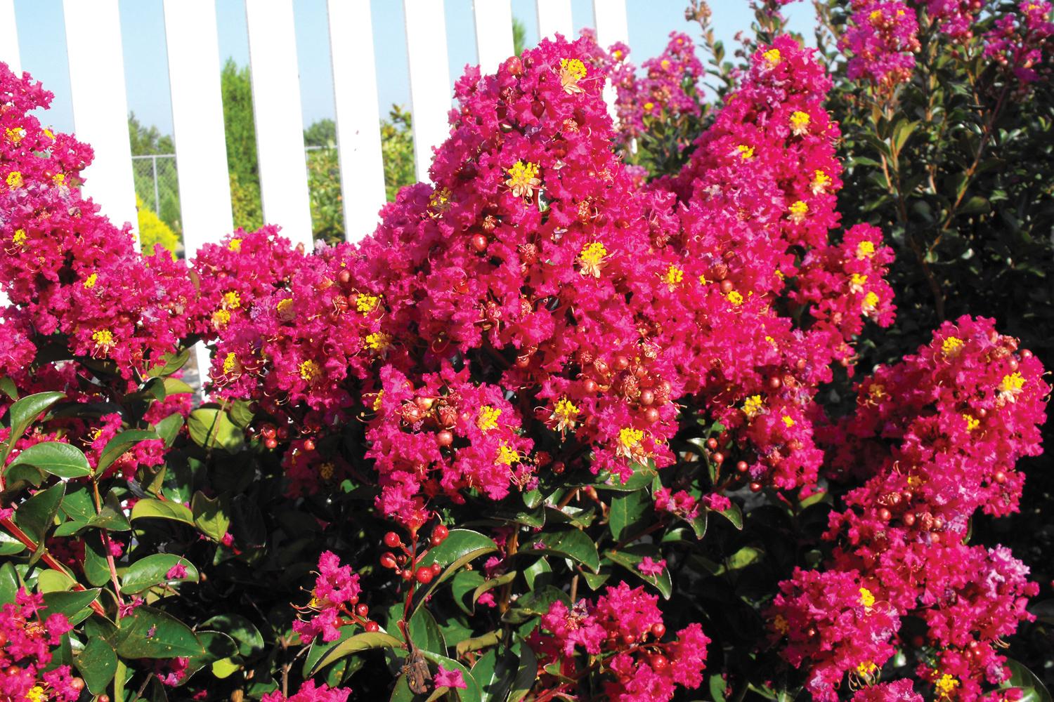 Berry Dazzle Crapemyrtle 7 Gal