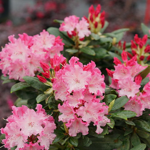Dandy Man Rhododendron 3 Gal