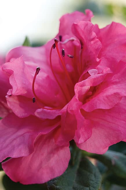Autumn Rouge Encore Azalea 2&3 Gal