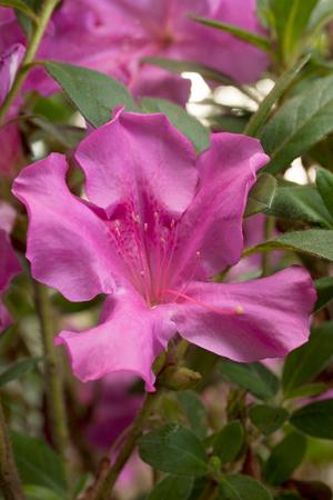 Autumn Royalty Encore Azalea 2&3 Gal