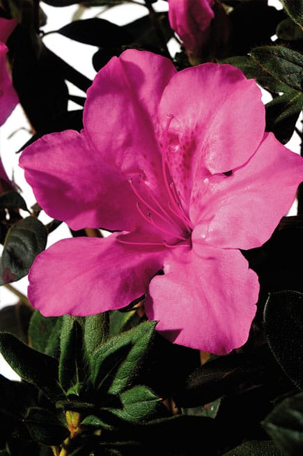 Autumn Sangria Encore Azalea 2&3 Gal