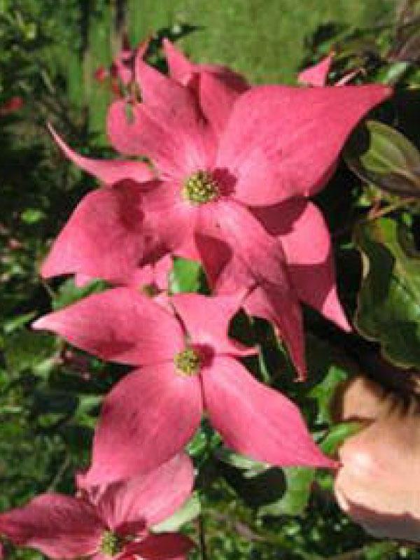 Scarlet Fire Dogwood