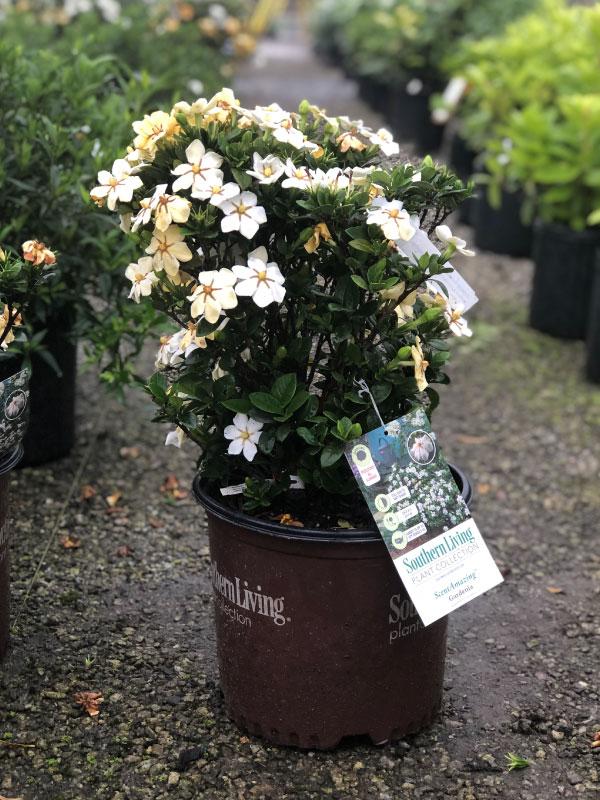ScentAmazing Gardenia 3 Gal
