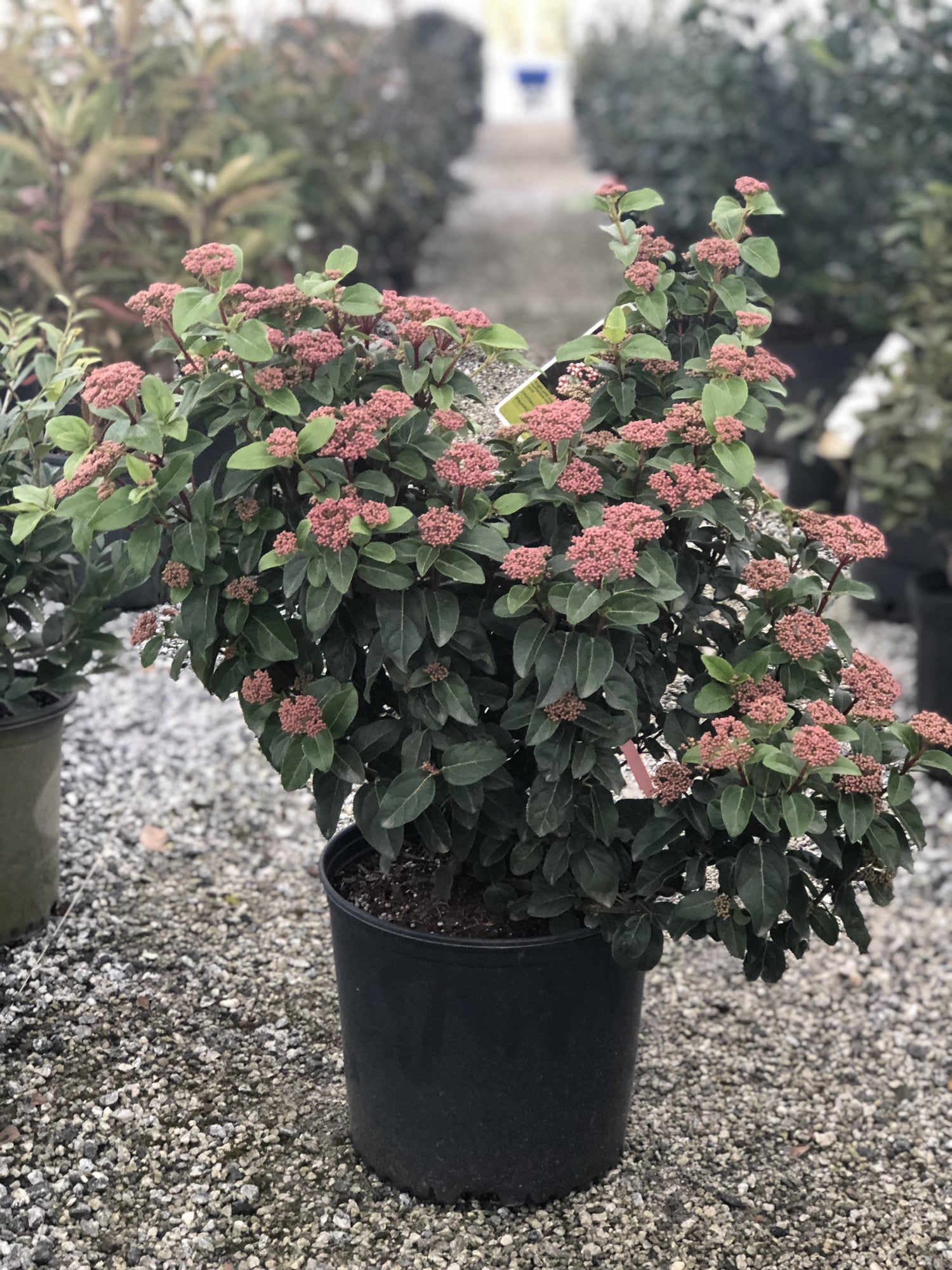 Shades of Pink Viburnum 3 Gal