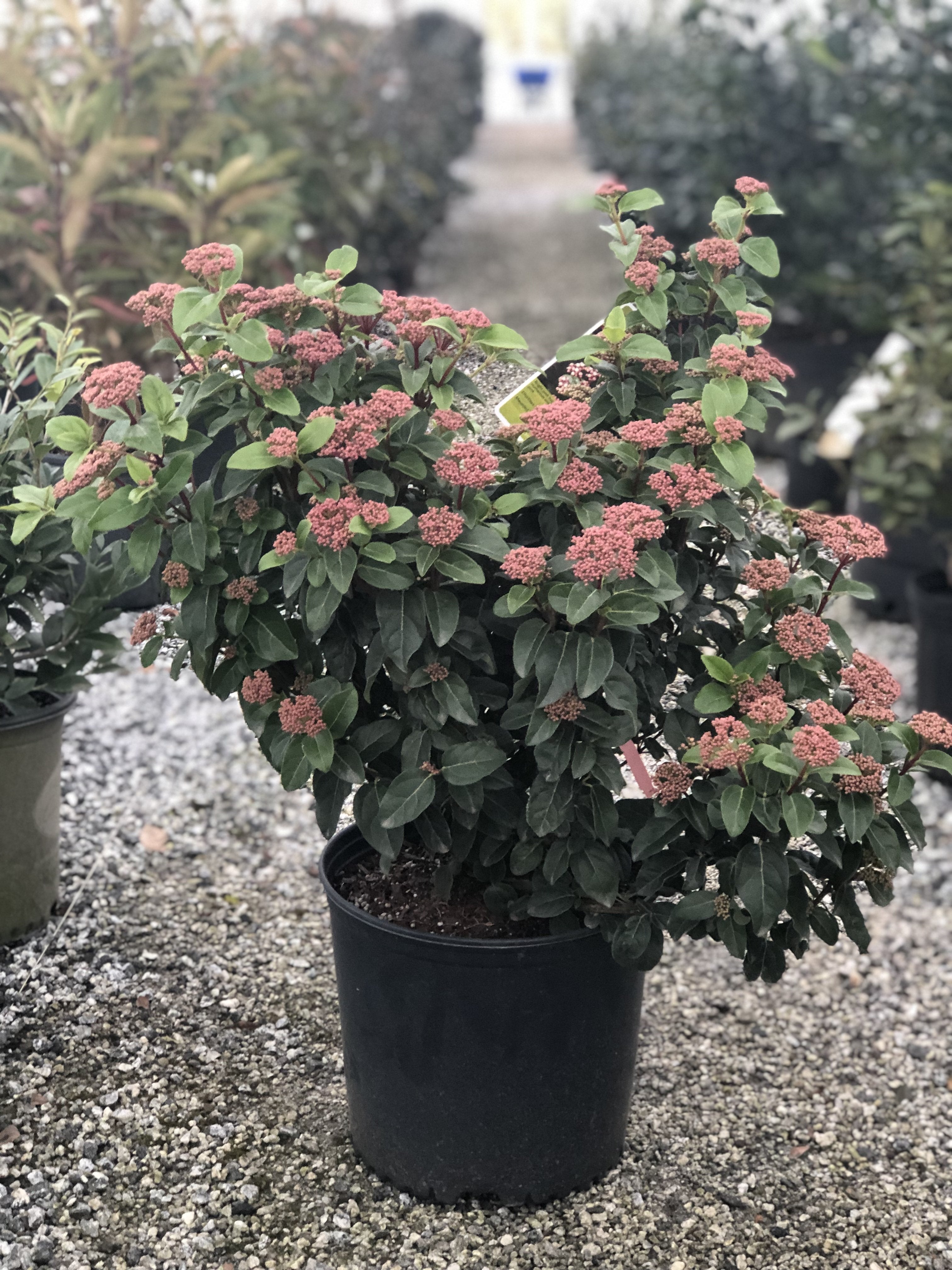 Shades of Pink Viburnum 3 Gal