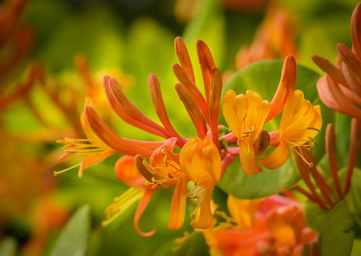 Mandarin Honeysuckle