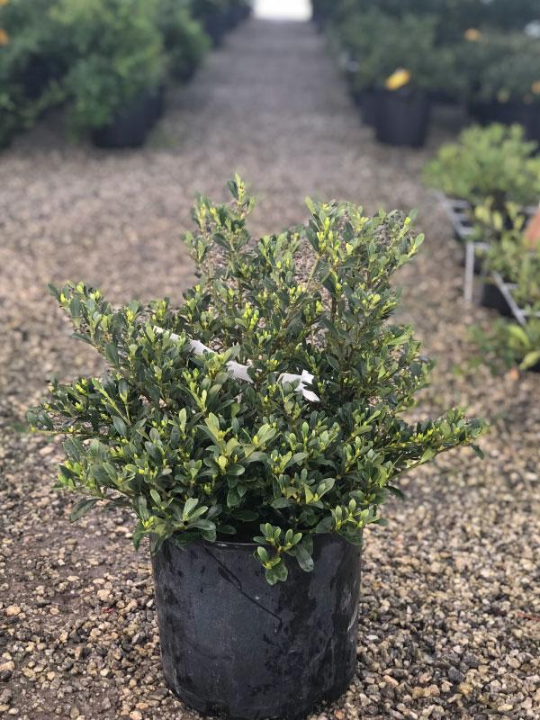 Snow Girl Gardenia 3 Gal