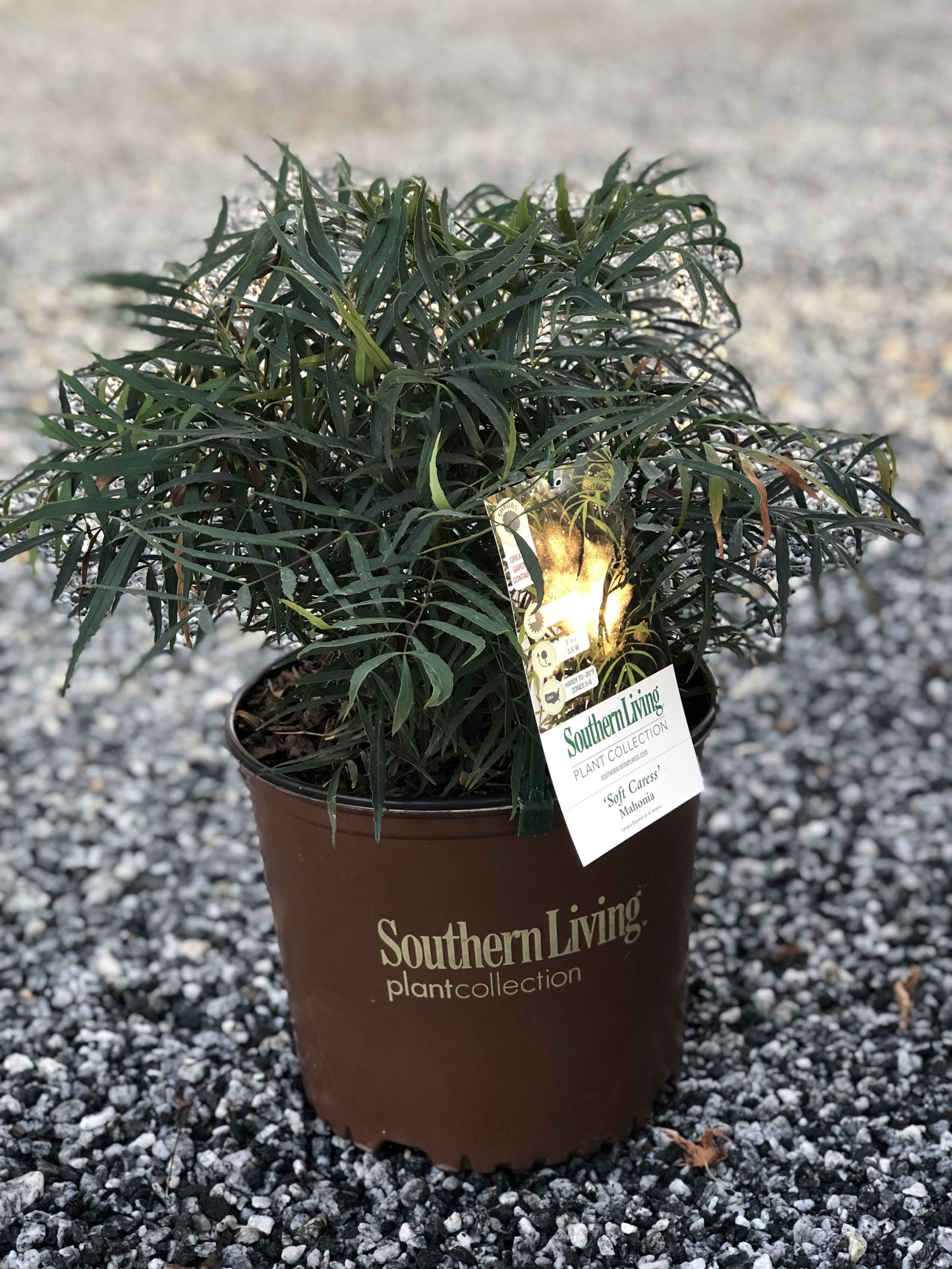 Soft Caress Mahonia 3 Gal