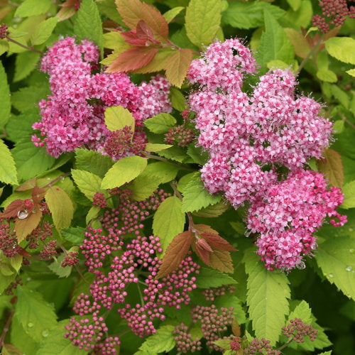 Double Play Big Bang Spirea 3 Gal