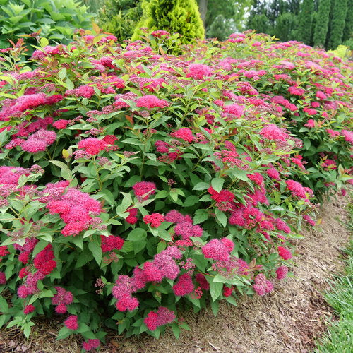 Double Play Doozie Spirea 2&3 Gal