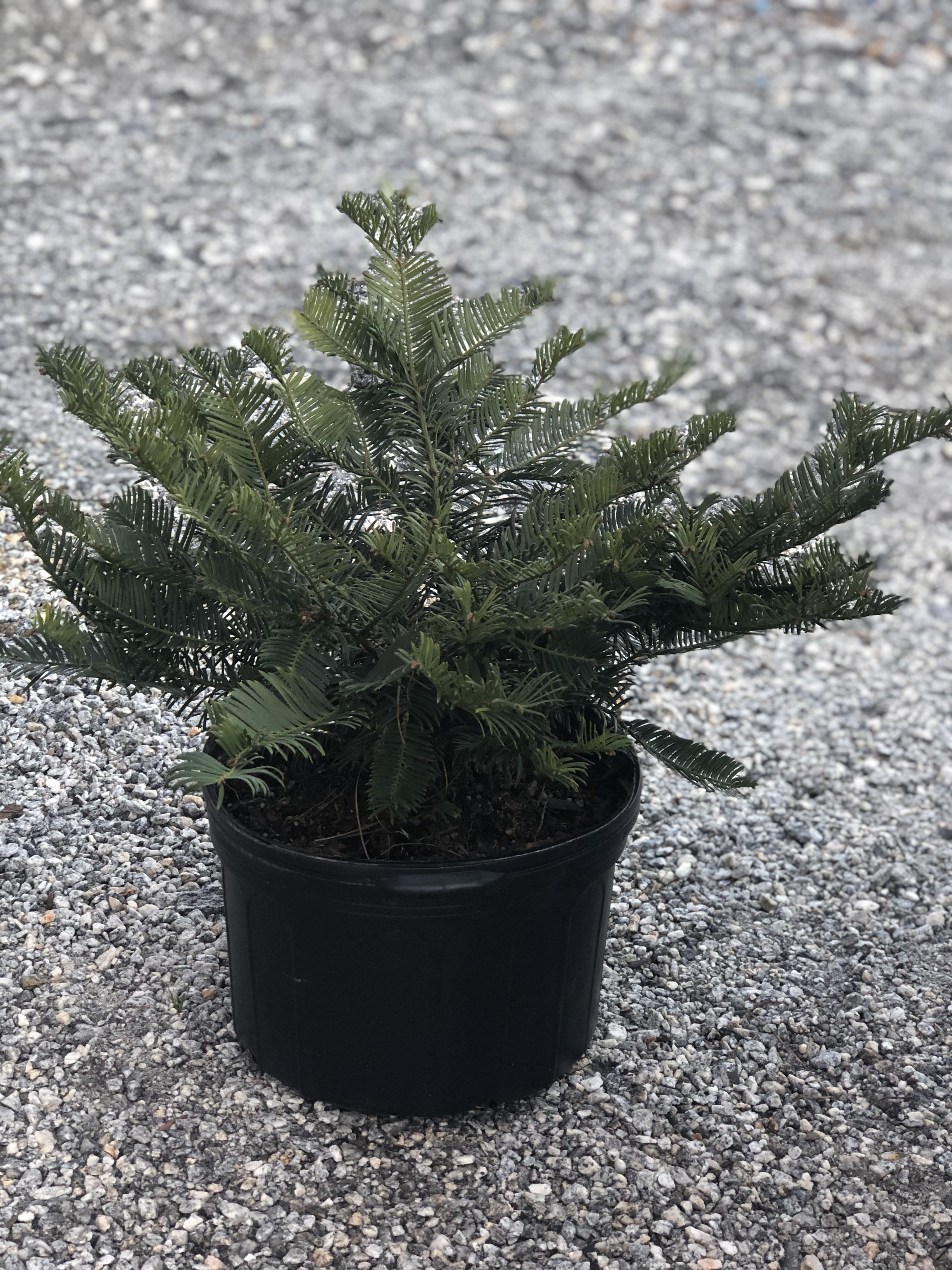 Southern Spreading Yew 3 Gal