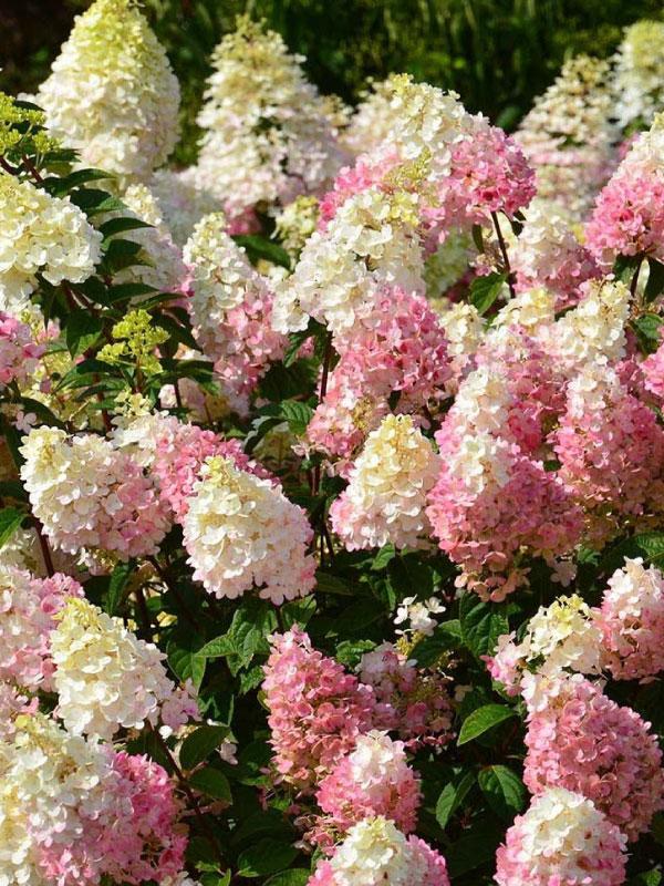 Strawberry Sundae Hydrangea 2&3 Gal