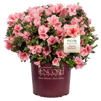 Autumn Sunburst Encore Azalea 2&3 Gal