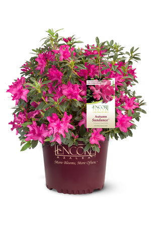 Autumn Sundance Encore Azalea 2&3 Gal