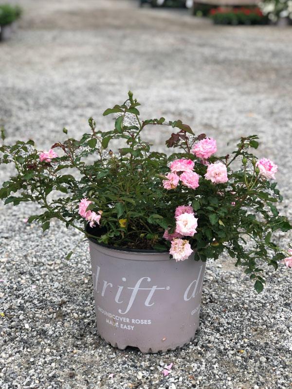 Sweet Drift Rose 2&3 Gal